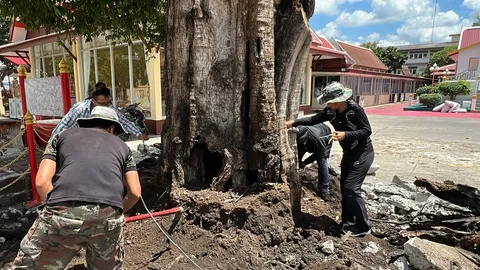 ป่วยแต่พูดไม่ได้ ช่วยเหลือ "ต้นจันทน์โบราณ" รากเน่าใกล้ตาย หลังพื้นดินกลายเป็นคอนกรีต
