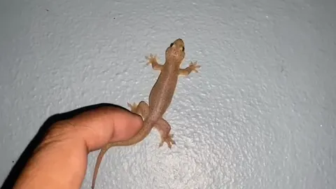 หนุ่มใจบุญ ปั๊มหัวใจช่วย "จิ้งจก" ถูกแช่แข็งในตู้เย็น จนกลับมามีชีวิตอีกครั้ง