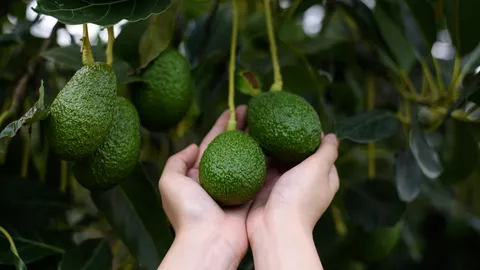 ต้นอะโวคาโดปลูกกี่ปีออกผล แจกวิธีปลูกอะโวคาโดที่บ้านง่ายๆ ได้ผลดี