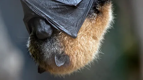 ชาวกำแพงเพชรได้รับความเดือนร้อนโรงงานปุ๋ยใช้ขี้ค้างคาวในการผลิต ส่งกลิ่นเหม็นไปหมด