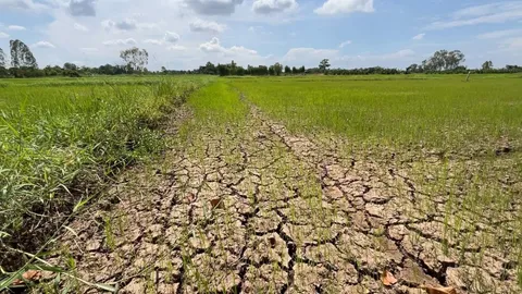 ชาวนาขอนแก่น วอนปล่อยน้ำให้ข้าวนาปี เทศบาลฯ เร่งขอ ปภ.ขอเครื่องสูบน้ำพองช่วย