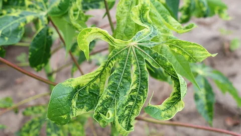 ผลจัดการโรคใบด่างมันฯ งบพันล้านใช้แค่สองร้อย