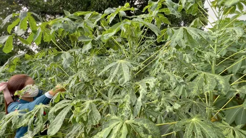 พบโรคใบด่างมันสำปะหลัง ระบาดที่มหาสารคาม ทำเสียหายไปแล้วกว่า 1.5 หมื่นไร่ (คลิป)