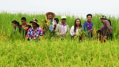 นักท่องเที่ยวและชาวบ้าน ร่วมลงแขกเกี่ยวข้าวนาเล แห่งเดียวของประเทศไทยที่พัทลุง (คลิป)