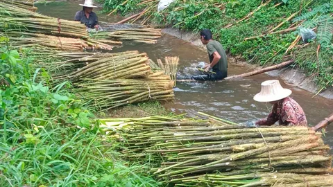 ชาวนาปราจีนฯ ยึดอาชีพปลูกต้นโสนในนาข้าวขายราคาดี ทำเงินมากสุดปีละแสนบาท
