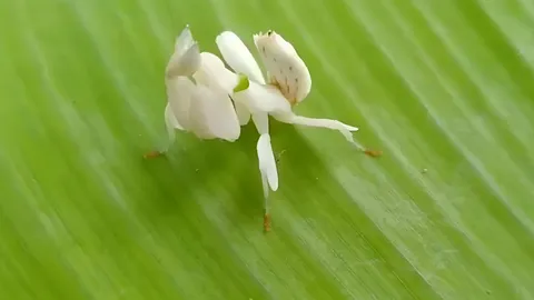 สวยงาม "ตั๊กแตนตำข้าวกล้วยไม้สีชมพู" เลียนแบบกลีบดอกไม้ เปลี่ยนสีได้