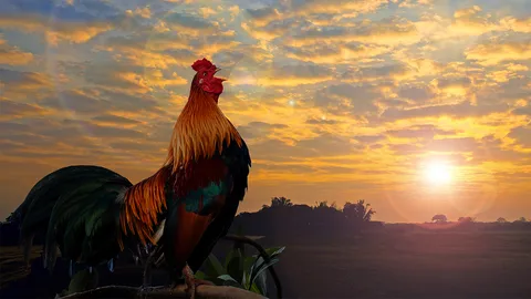 พิธีพิสูจน์ดำน้ำ