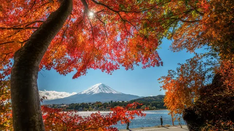 พยากรณ์ใบไม้เปลี่ยนสี ญี่ปุ่น 2023 เริ่มเมื่อไหร่