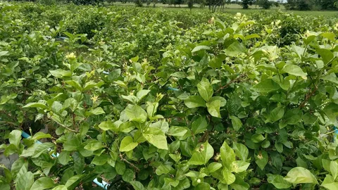 ดอกมะลิโคราชขาดตลาด ราคาพุ่งสูง เหตุฝนตกทำให้ต้นมะลิไม่ออกดอก แถมดอกเน่า