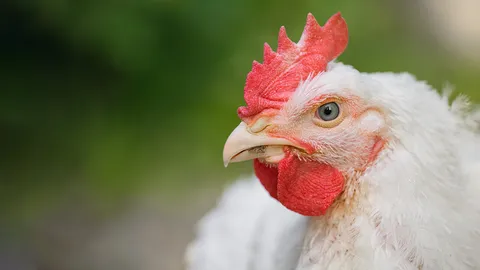 ไก่แก่แม่ปลาช่อน