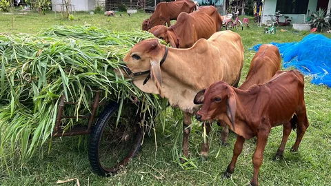 ร้อยเอ็ดน้ำท่วมนับสัปดาห์ ชาวบ้านขาดแคลนอาหารสัตว์ วอน รมว.เกษตร ช่วยดูแล