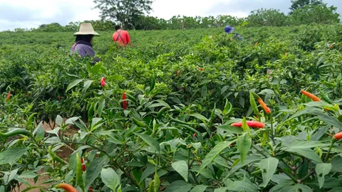 ชาวสวนเนินมะปราง ปลูกพริกอัมพวาแซมในสวนทุเรียน ส่งขายนอกทำเงินนับล้านต่อปี