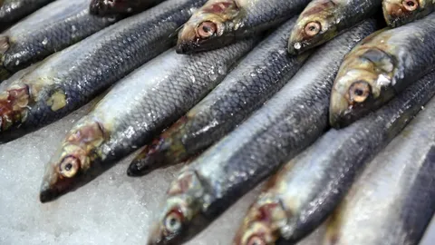 ลูกค้ากินซาร์ดีนในร้านอาหารฝรั่งเศส ติดเชื้อโบทูลิซึมดับ 1 ป่วยอีก 12 ราย