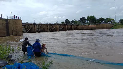 ฝนตกเขื่อนราษีไศลปล่อยน้ำ ชาวบ้านแห่ตกเบ็ดทอดแห จับปลาไปขายได้เพียบ ทำรายได้งาม (คลิป)