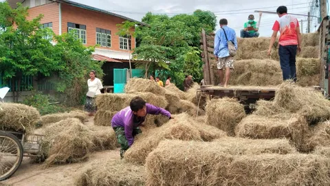 ปศุสัตว์ร้อยเอ็ด มอบหญ้าอาหารสัตว์พระราชทาน ช่วยเกษตรกรผู้เลี้ยงวัวที่โดนน้ำท่วม