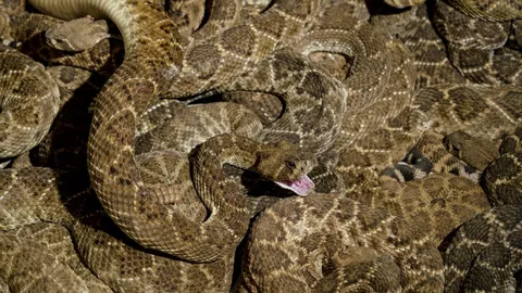 หนุ่มอเมริกันช็อก เรียก จนท.มาจับงู 3 ตัวในโรงรถ แต่กลับพบถึง 20 ตัว