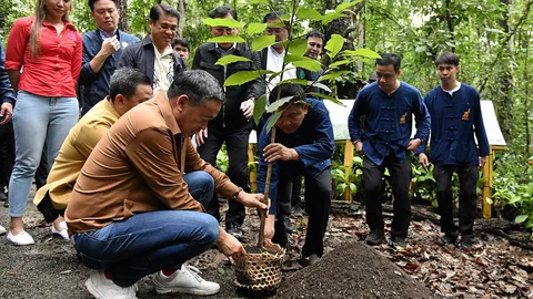 ปลูกยางนา