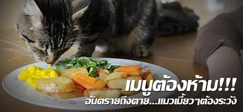เมนูต้องห้าม!!! อันตรายถึงตาย...แมวเมี้ยวๆต้องระวัง