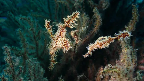 เปิดภาพ "ปลาจิ้มฟันจระเข้ปีศาจ" นักพรางตัวแห่งท้องทะเล พบได้น้อยในน่านน้ำไทย