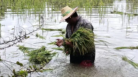 ชาวนาที่ อ.กันทรารมย์เกี่ยวข้าวในน้ำ ก่อนจมไม่เหลือ หลังน้ำชี-มูลขึ้นไม่หยุด