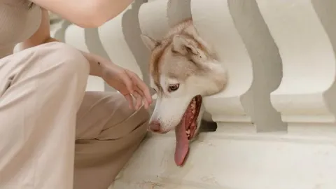 ซนจนได้เรื่อง "น้องหมาไซบีเรียน" หัวติดรั้วที่จุฬาฯ โซเชียลแซวติดโดยไม่ต้องสอบ