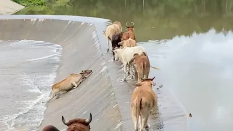 ลุ้นตาม น้องวัวลื่นตกอ่างเก็บน้ำ เพื่อนยืนมอง อยากช่วย จนเกือบตกไปอีกตัว