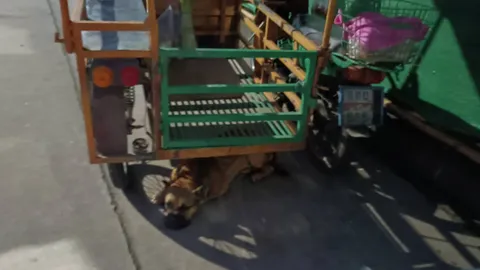 เศร้า เจ้าของลงไปช่วย "สุนัข" ที่พลัดตกสระ สุดท้ายตัวเองจมน้ำเสียชีวิต