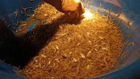 ชาวบ้านโคราชนับร้อย แห่จับกุ้งฝอยหาดทรายทอง เขื่อนลำแชะ ทำเงินนับพันบาทต่อวัน