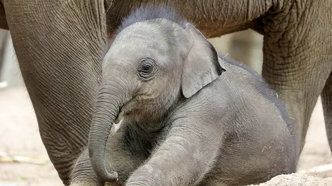 แม่คน–ลูกช้าง