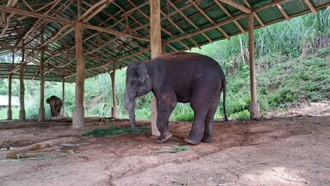 ลูกค้าแหกกฎนำสุนัขเข้า "ปางช้าง" เห่า "พังน้ำเพชร" จนวิ่งตกตลิ่ง สูง 8 เมตร