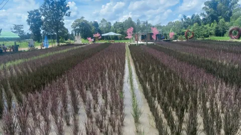 เยี่ยมแปลงนาครูน้อย เกษตรกรนักประดิษฐ์ ปลูกข้าวหลากสี ขายได้ราคา กก.ละหมื่น