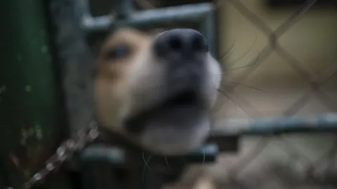 ช็อก นักวิชาการคนดังในออสเตรเลีย ยอมรับ ข่มขืน-ทารุณสุนัข กว่า 40 ตัว