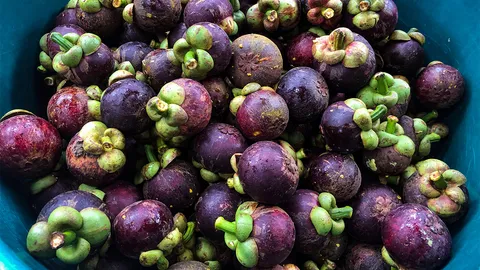 "มังคุดสด" ยอดพุ่งพระเอกตัวจริง ส่งออก ส.ค.พลิกบวกครั้งแรกรอบ 11 เดือน