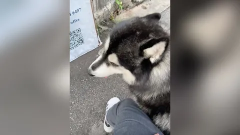 คนแปลกหน้าคือมิตร หนุ่มจอดรถอยู่ดีๆ น้อง "ไซบีเรียน" โดดขึ้นมานั่งหน้าตาเฉย