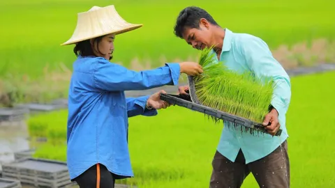 กรมข้าว หนุนชาวนาใช้เมล็ดพันธุ์ข้าวดี เพื่อผลผลิตสูงต้านทานแมลงศัตรูพืช