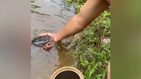 น่ารักจนกินไม่ลง "ปลาดุกแสนเชื่อง" อ้อนให้ป้อนอาหาร เรียกไม่นานก็มา