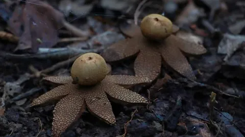 รู้จัก "เห็ดเผาะสิรินธร" โตเต็มที่จะเป็นแฉกรูปดาว พบครั้งแรกของโลกในไทย