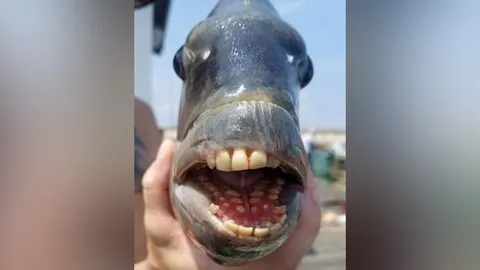 'อ้าปากแล้วสยอง' ชายสหรัฐฯ ทุบสถิติ ตกปลาประหลาด 'ฟันเหมือนคน' หนักมากสุด