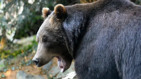 หมีกริซลีโหด ขย้ำสองสามีภรรยาและสุนัขตายขณะเดินป่าในแคนาดา