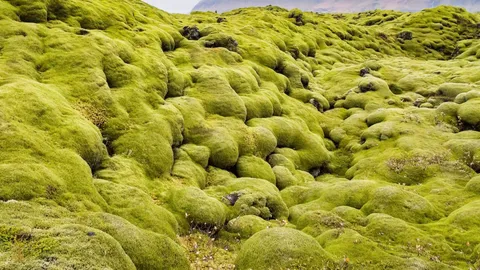 อ.เจษฎ์ เตือนอย่านอนบน "ลาวามอส" ยกเคสคนดังระดับโลก เคยโดนดราม่ามาแล้ว