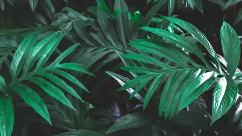 รู้จัก “ประโยชน์ของผักหนาม” พร้อมสรรพคุณทางยาที่กินได้เกือบทั้งต้น