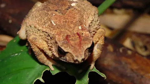 รู้จัก คางคกไฟ คางคกแคระ มีลักษณะพิเศษ คล้ายมีวงเล็บนูนอยู่บนหัว