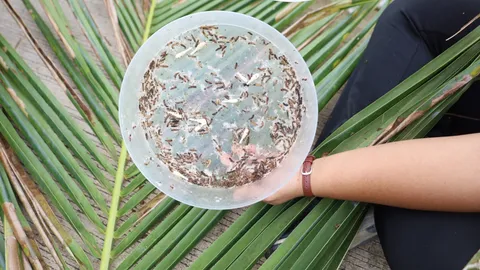 หนอนหัวดำบุกสวนมะพร้าวทับสะแก เกษตรจังหวัดเร่งหยุดการระบาด แนะกำจัดให้ถูกวิธี