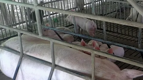 ผู้เลี้ยงหมูรายย่อยโอด ราคาหมูใต้ร่วง กก.ละ 50-56 บาท ขาดทุน 30-35 บาท/กก.