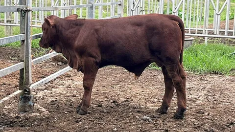 โคเนื้อเลือดผสม Beefmaster พัฒนาศักยภาพรองรับ FTA