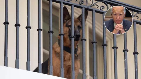 สุนัขของไบเดนถูกย้ายออกจากทำเนียบขาวแล้ว หลังกัดเจ้าหน้าที่หลายคน