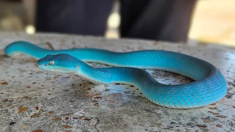 ฮือฮา หนุ่มจับ "งูทิฟฟานี่บลู" ผู้เชี่ยวชาญยันเป็น งูหายาก 1 ในล้าน