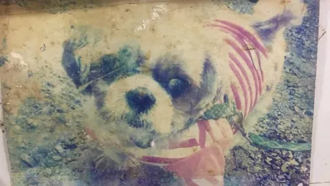 ชีวิตแสนเศร้า "พี่ดาโน่" สุนัขชิสุ ที่ถูกเจ้าของทิ้งไว้ จนหมดลมหายใจในคลินิก