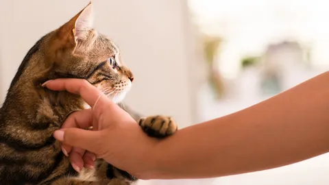 ทาสควรระวัง โรคเชื้อราแมว โรคยอดฮิต ติดสู่คนได้ในช่วงอากาศชื้น