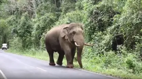 ระทึก "พลายงาทอง" โผล่ขวางทาง นทท.-ถอยรถหนีวุ่น จนท.เตือนตกมัน (คลิป)